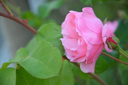 Nature plant green