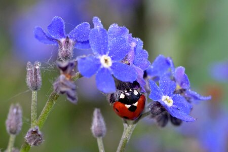 Red insect the delicacy