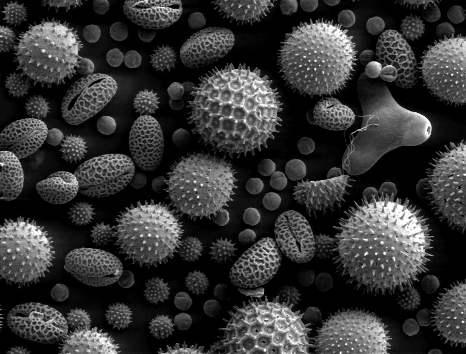 Misc_pollen 