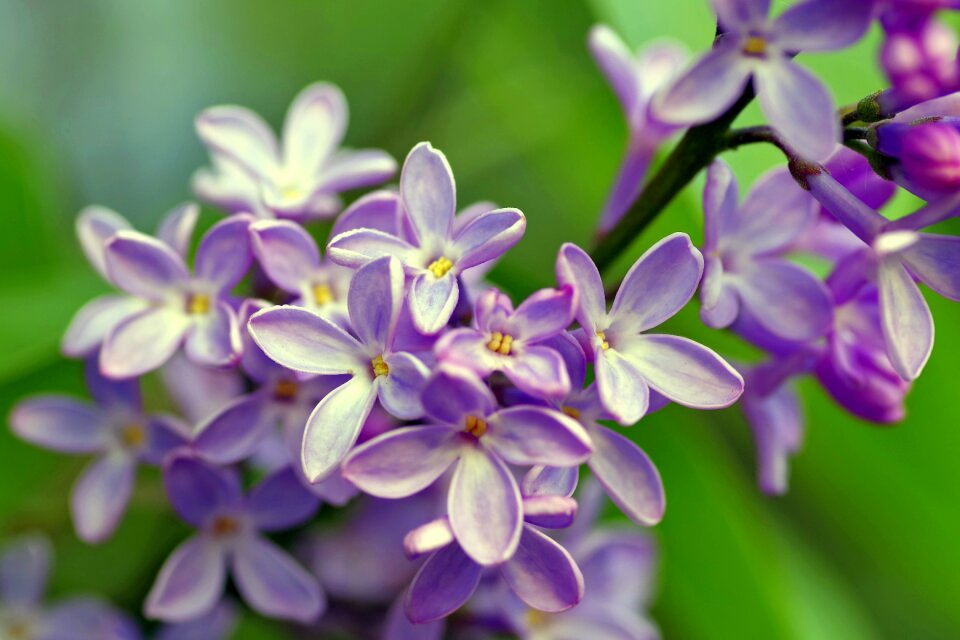 Garden macro violet