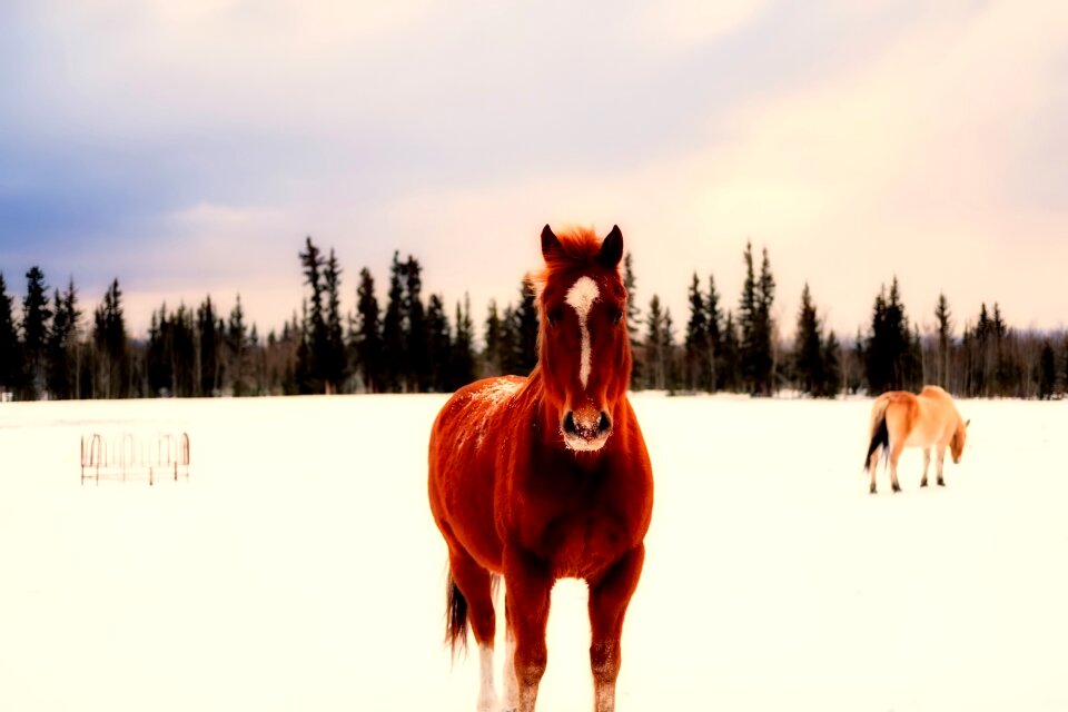 Ponies horses animals