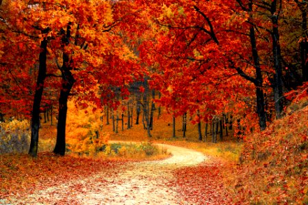 fall-autumn-red-season photo
