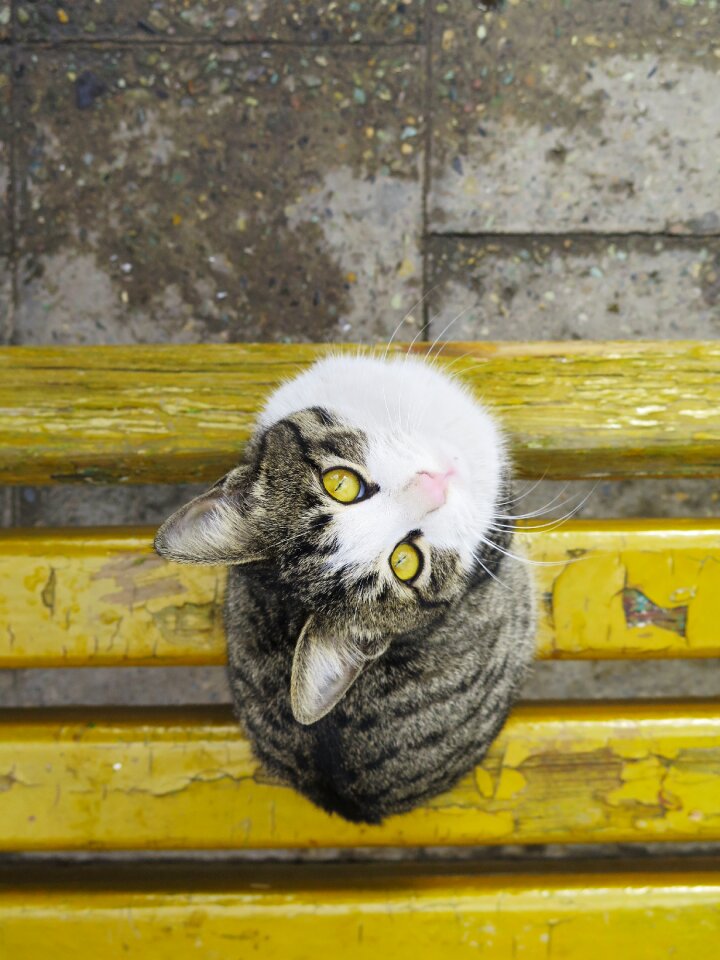Animal domestic cute