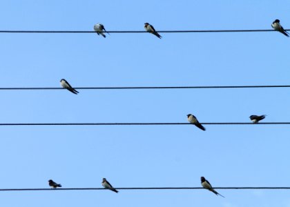 birds-swallows-lines-sit-52715 photo