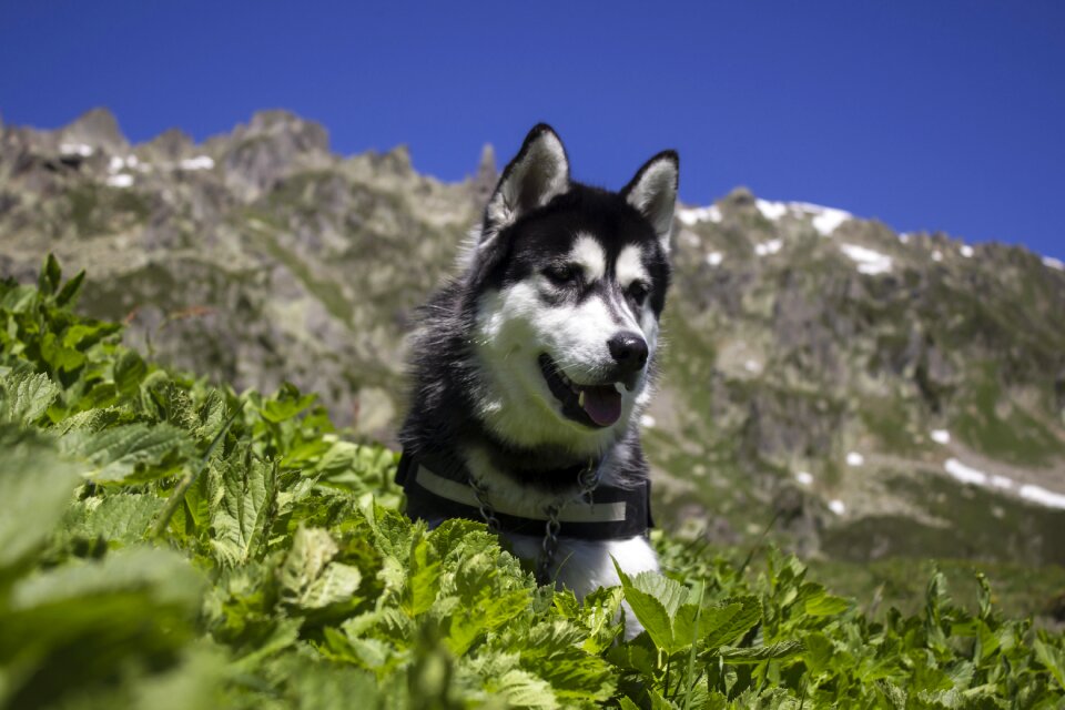 Canine purebred siberian