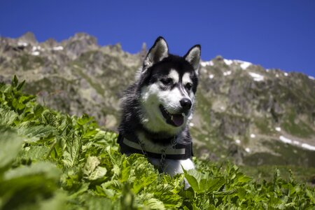 Canine purebred siberian photo