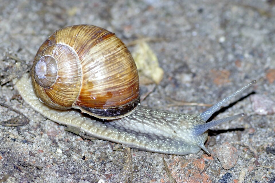 Horns seashell crawl