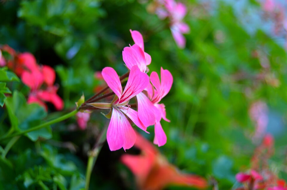 Austria nature flower
