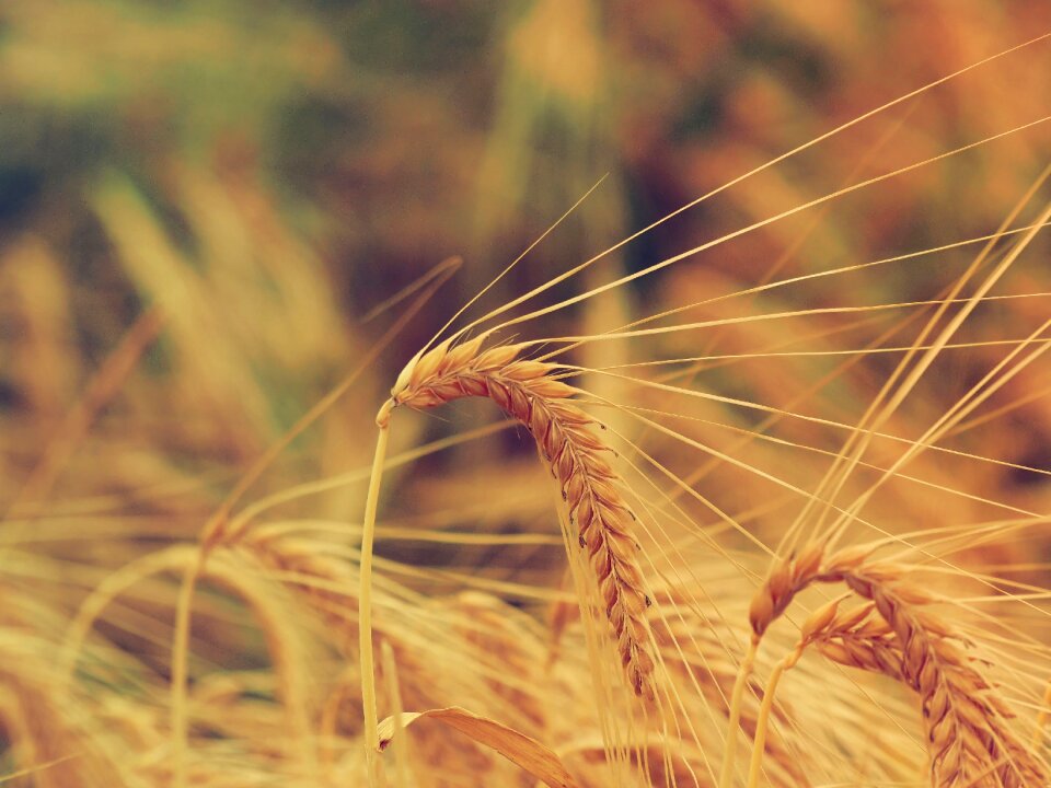 Macro ears of wheat agriculture