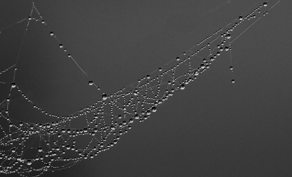 spider-web-1729180_1920 