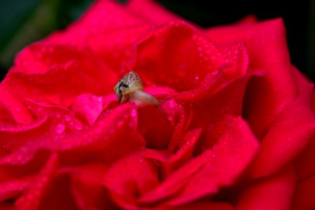 snail-2461190_1920 