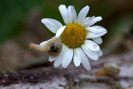 snail-2461203_1920 