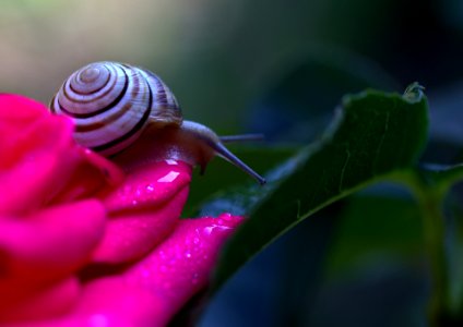 snail-2378226_1920 