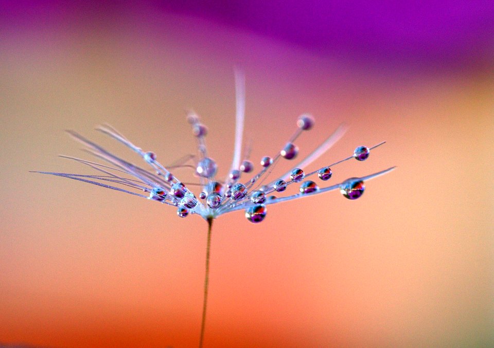 dandelion-2627664_1920 