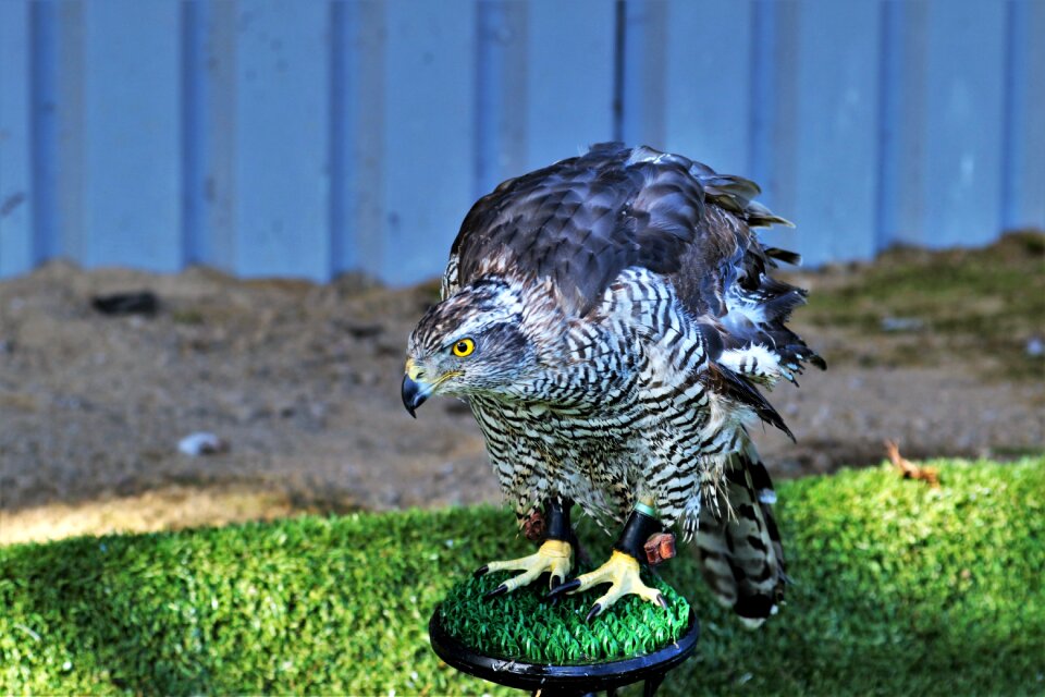 Wildlife animal wild