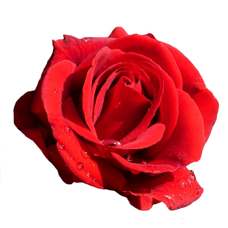 Bloom red rose isolated