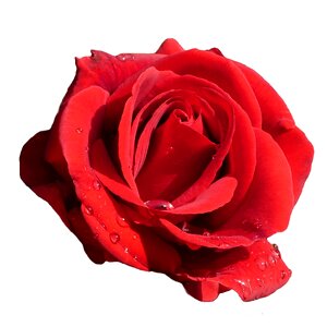 Bloom red rose isolated photo