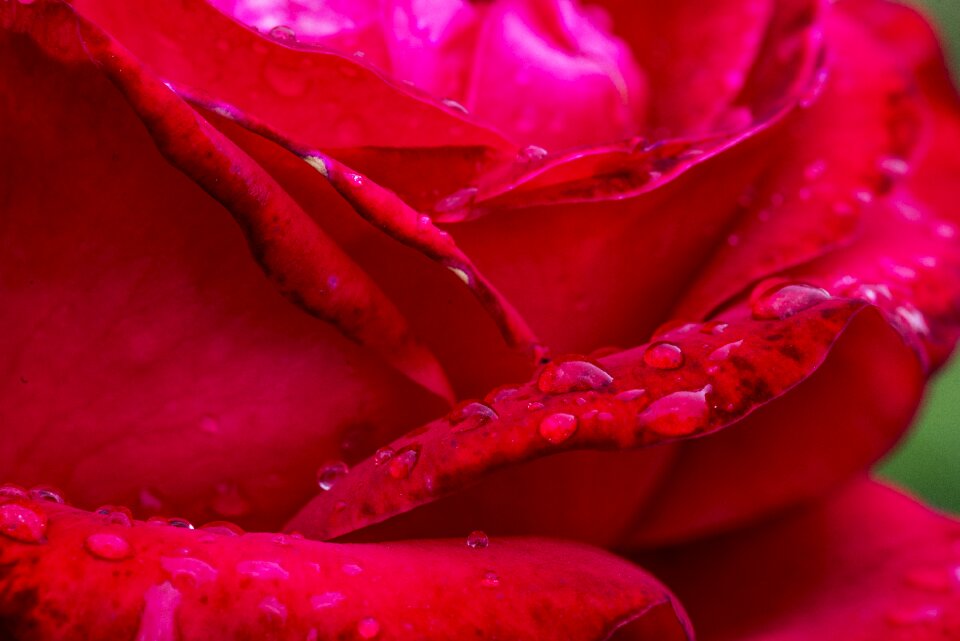 Red flower flowers garden