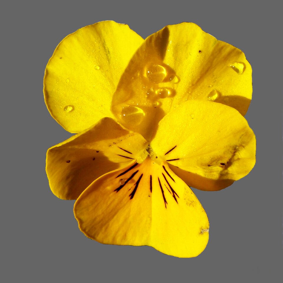 Flower close up spring
