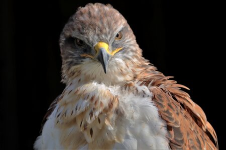 Carnivore predator bird photo