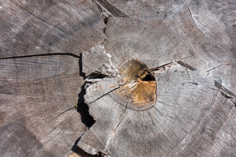 Grain wood structure photo