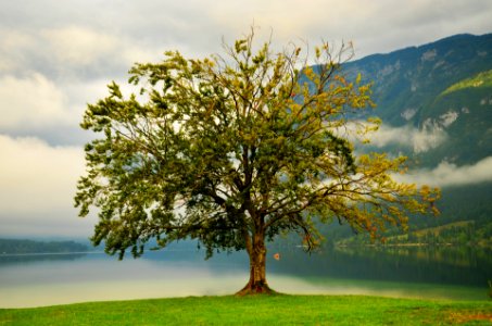 tree-1689175_1920 