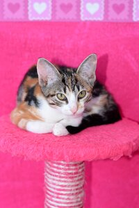 Kitten mieze cat face