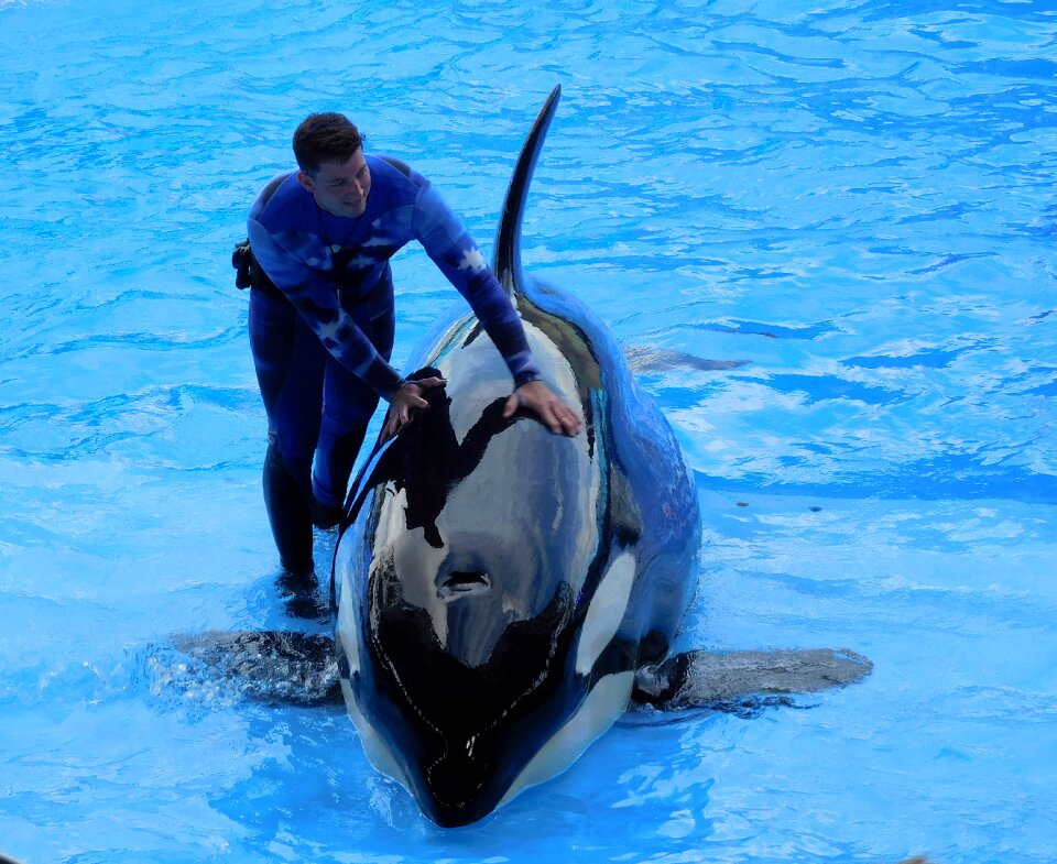 Show animal seaworld