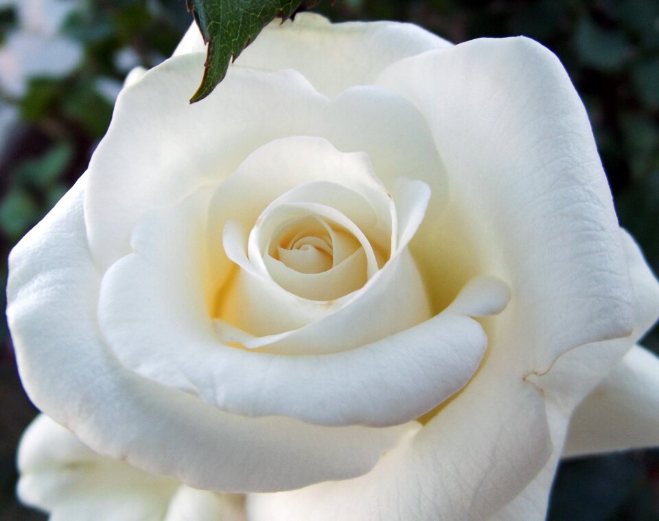 Close flora white