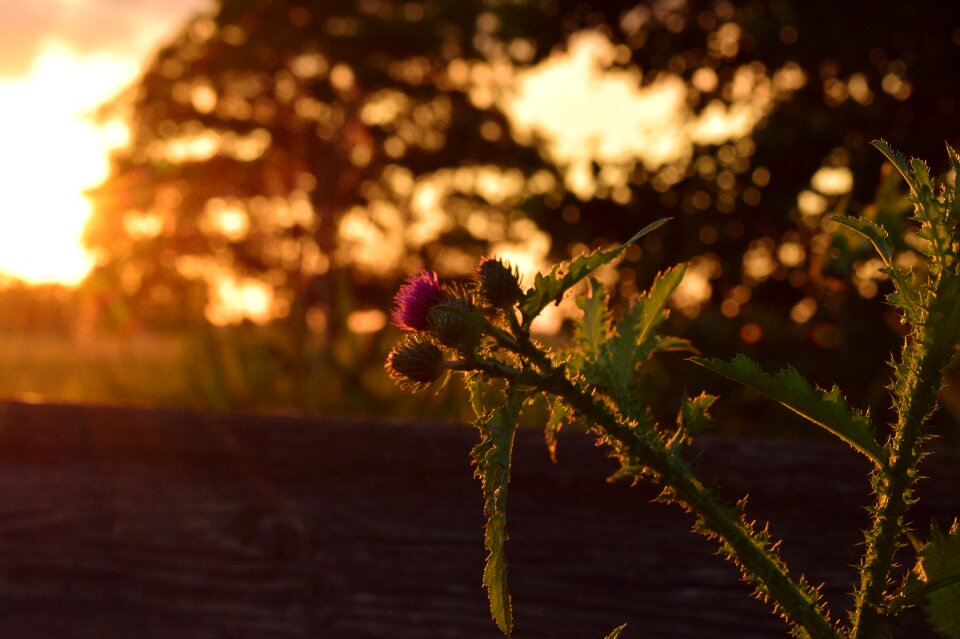 Sunset mood dusk