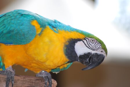 Tropical wing feather photo