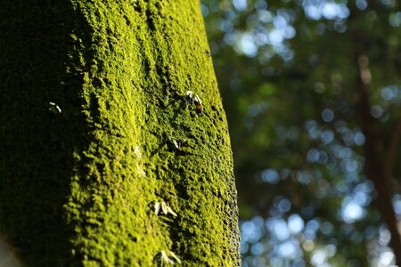 Japan environmental protection green