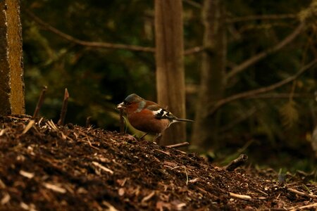 Animal songbird fink