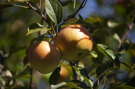 Green garden fruit