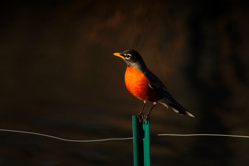 Fence wire perched