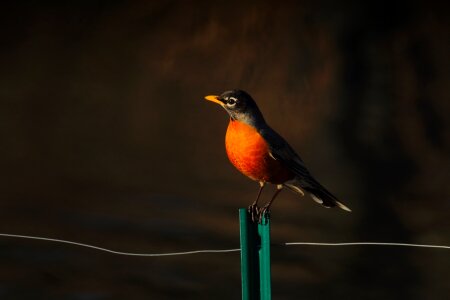 Fence wire perched