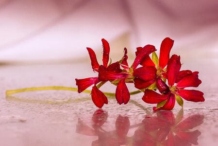 Drops highlights red flowers photo