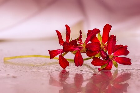 Drops highlights red flowers