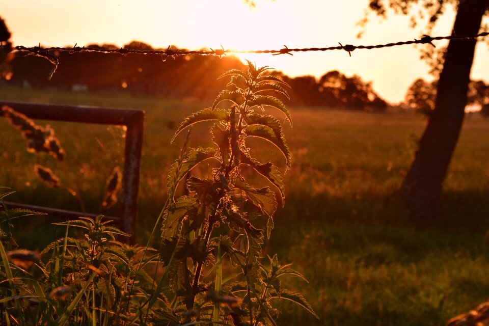 Sunset mood dusk