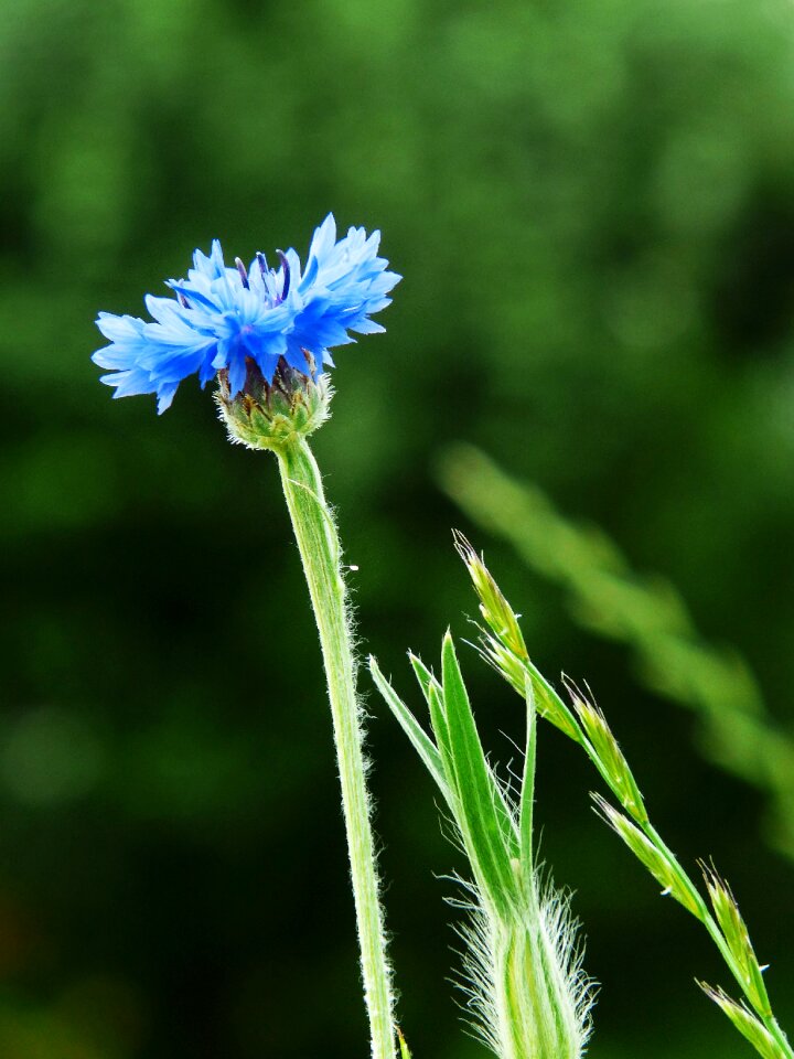 Nature summer wild flower photo