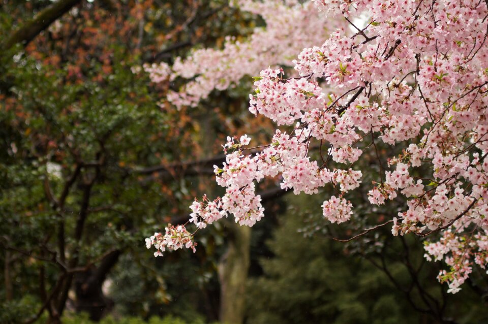 Spring pink blossom