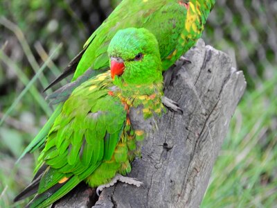 Lori parrot green bird
