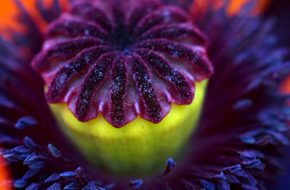 Bloom pistil pollen
