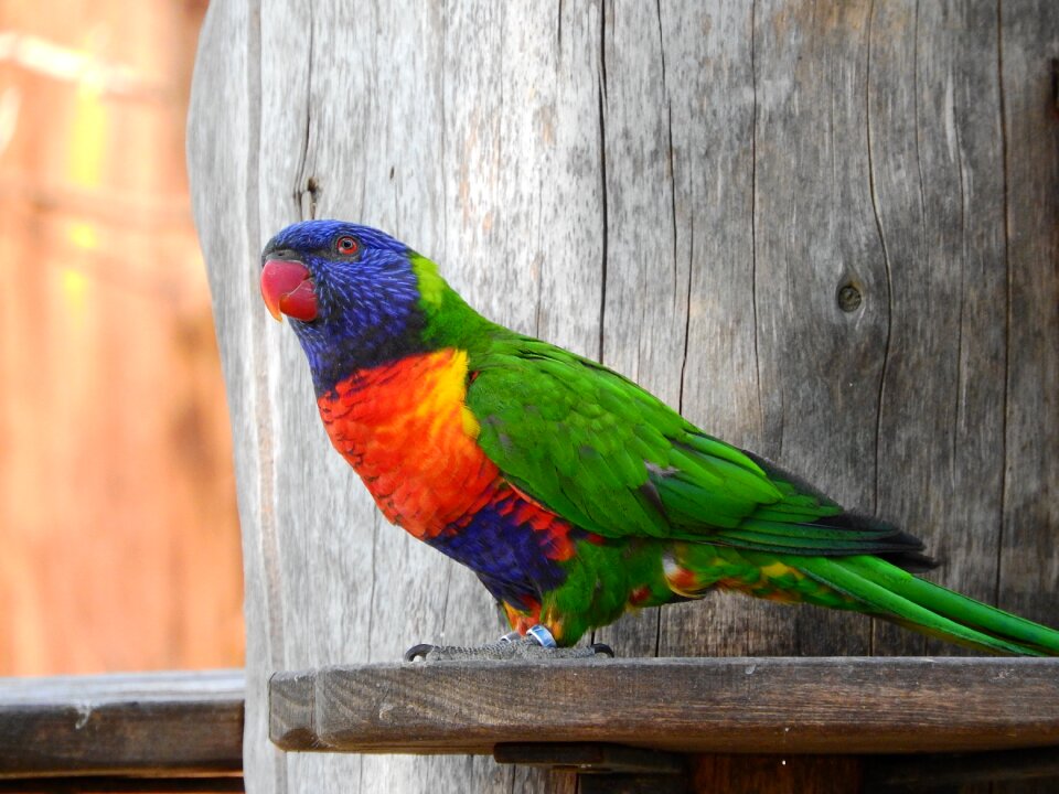 Parrot colored zoo
