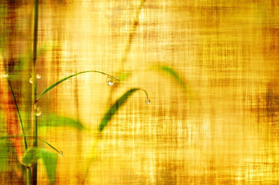 bamboo-2118463_1280 