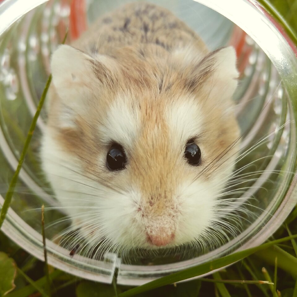 Animal pet rodent photo