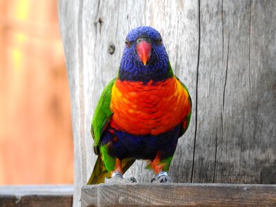 Parrot colored zoo
