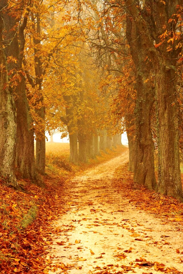 Fog autumn leaves