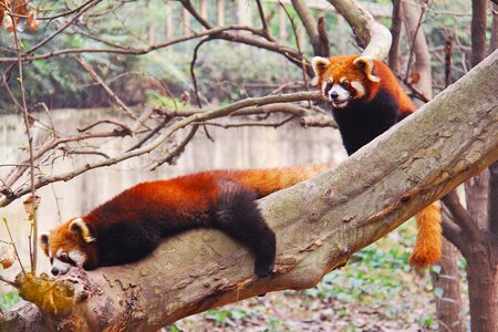 Black and white adorable national animal