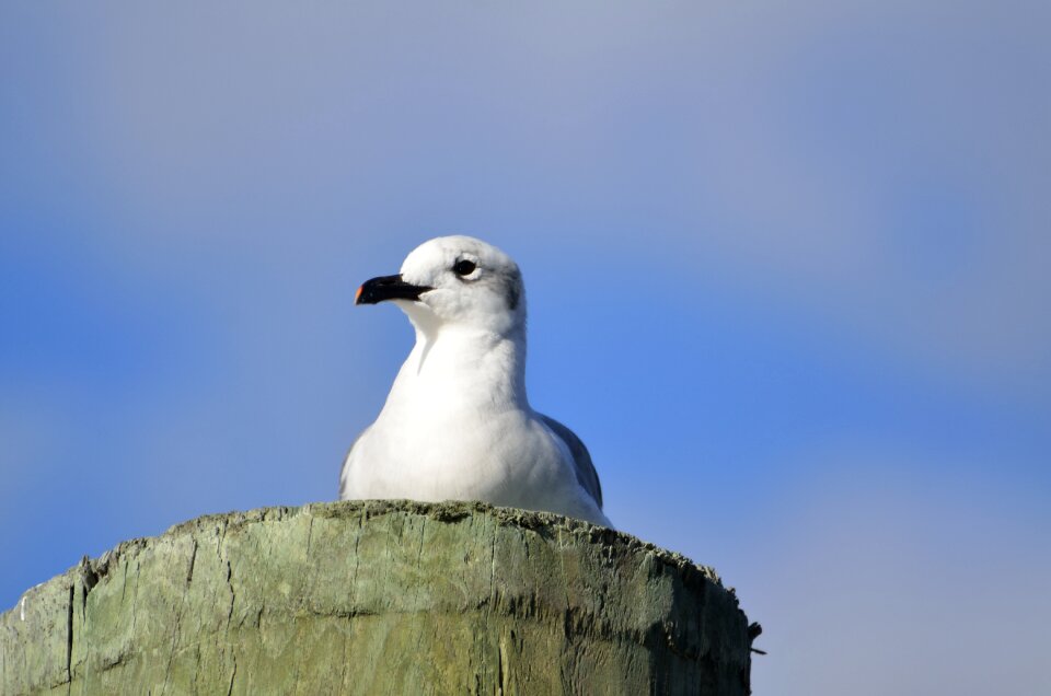 Wildlife waterbird animal